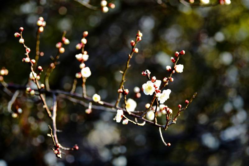 梅花绽放枝头-摄影图