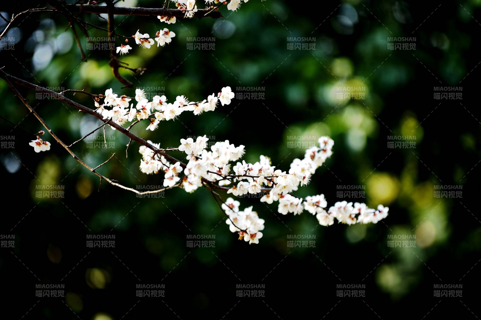 春日花枝绽放-摄影图