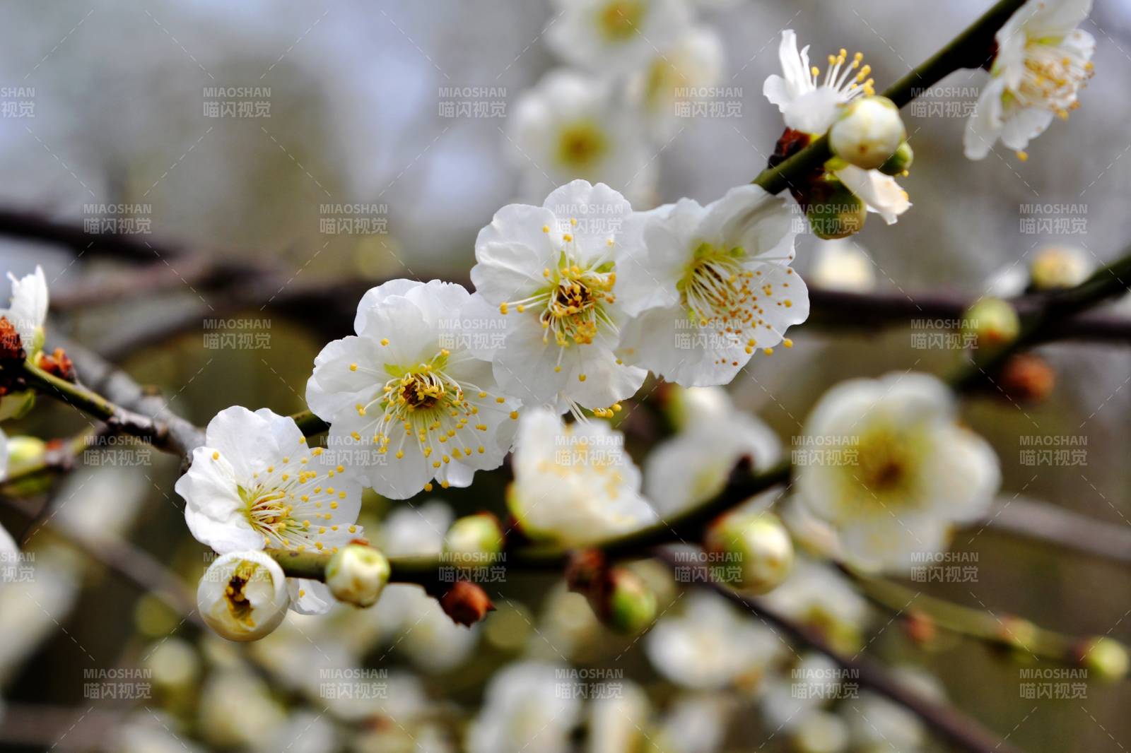 梅花绽放枝头-摄影图