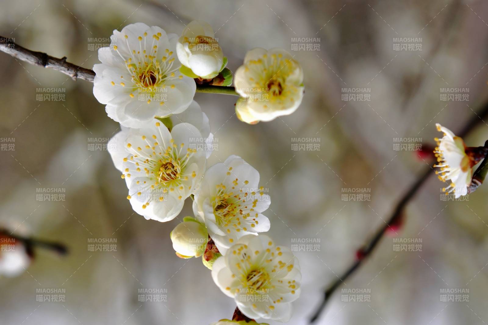 梅花绽放枝头-摄影图