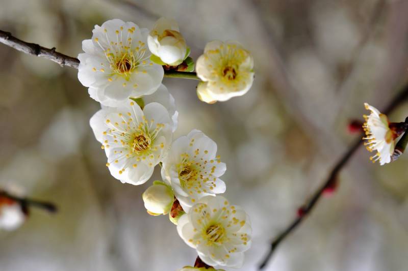 梅花绽放枝头-摄影图