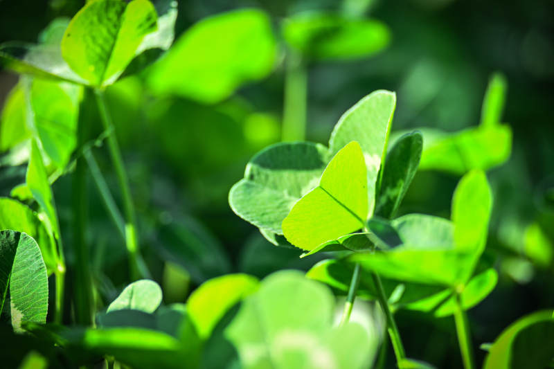 绿叶生机盎然-摄影图