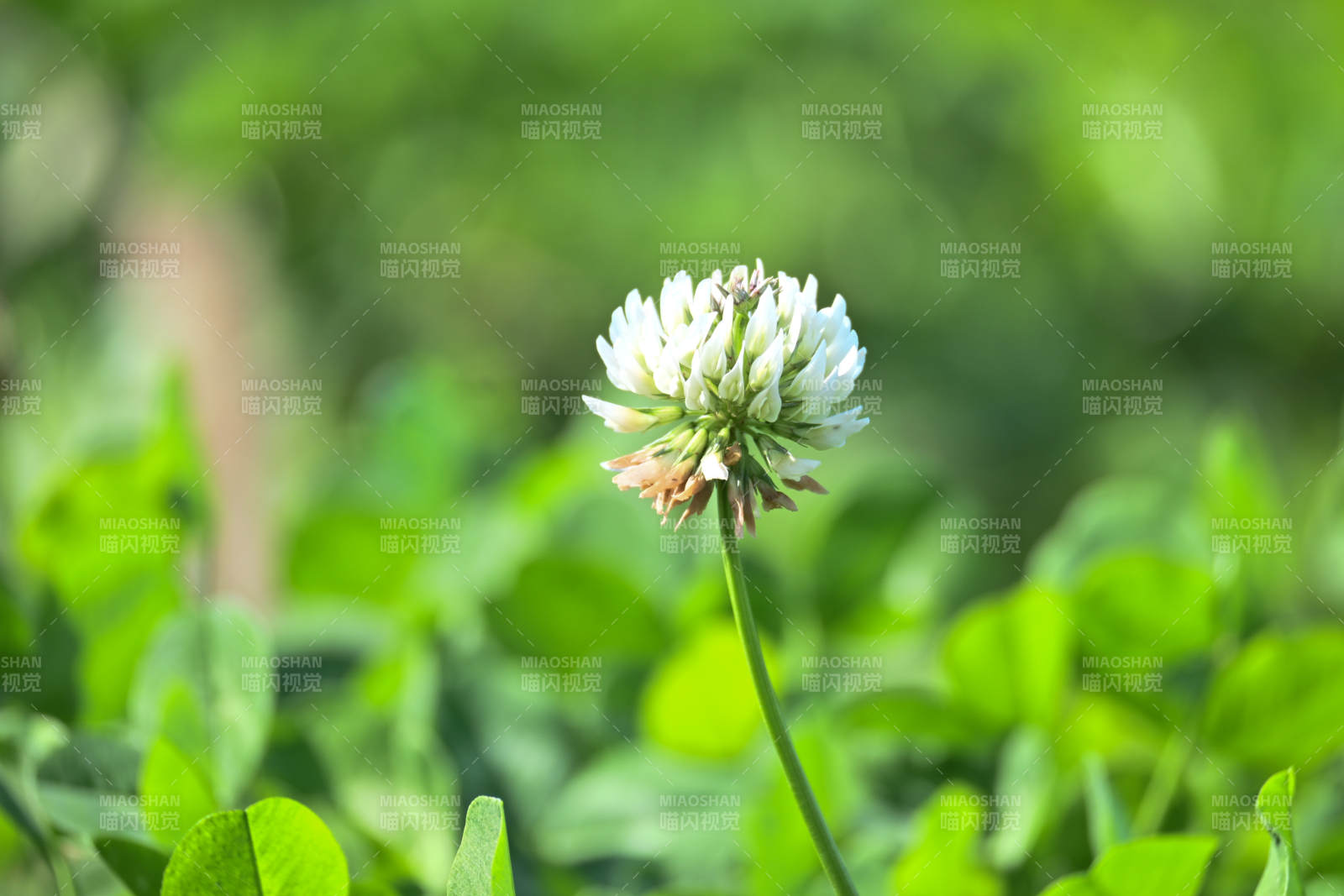 白花三叶草-摄影图