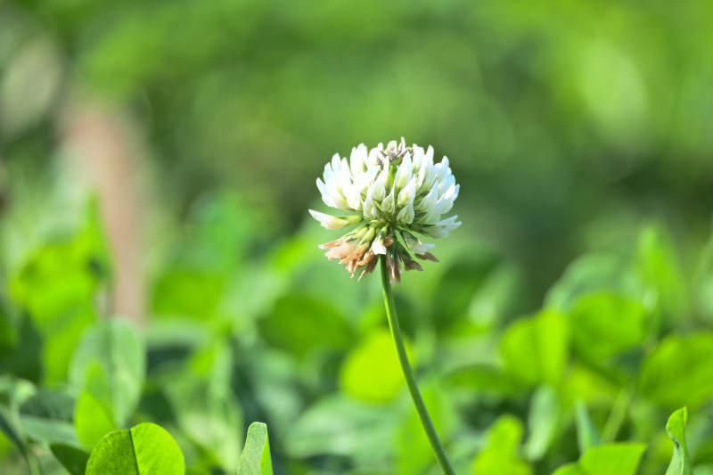 白花三叶草-摄影图