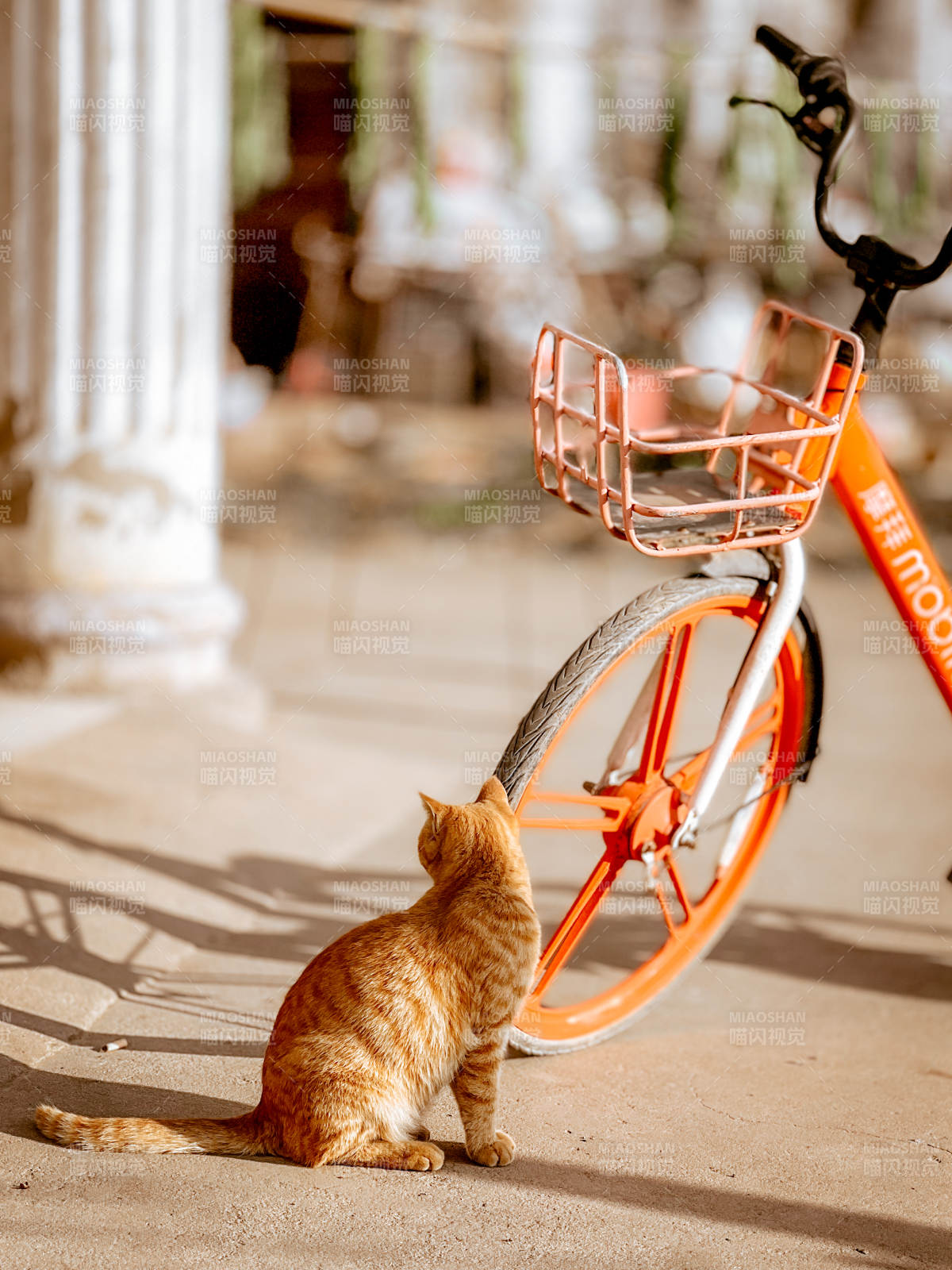 橙貓凝視單車-攝影圖