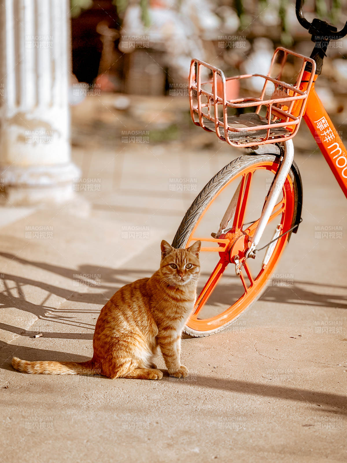 橙猫与单车相伴-摄影图