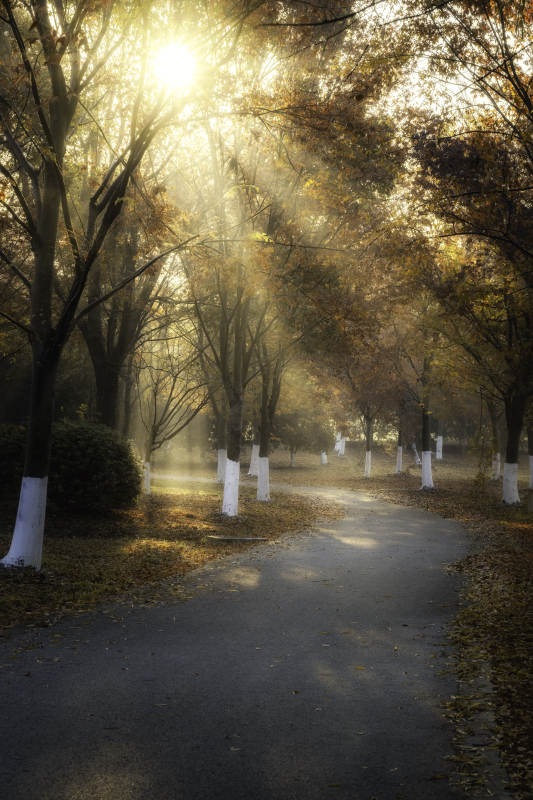 秋晨林间小径-摄影图