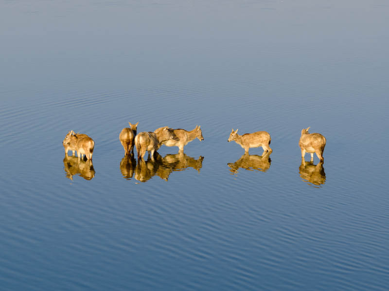 湖畔五鹿静立-摄影图