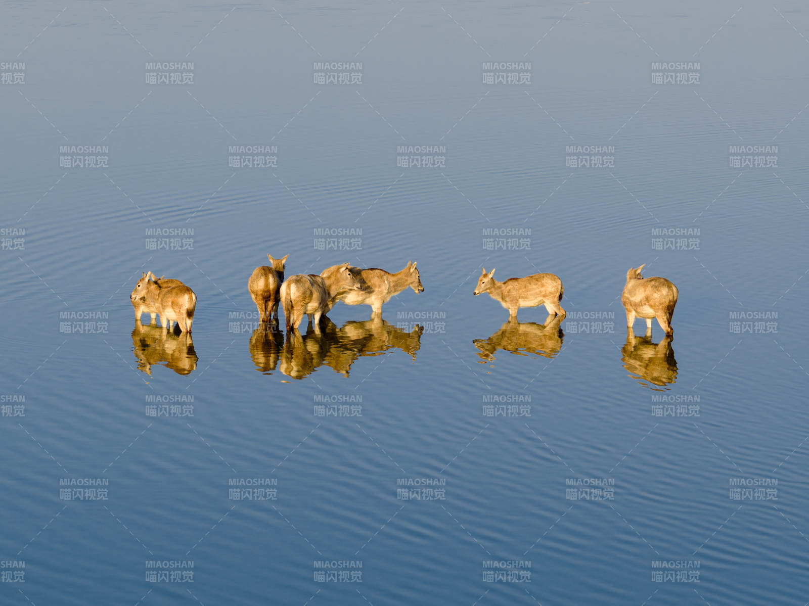 湖畔五鹿静立-摄影图