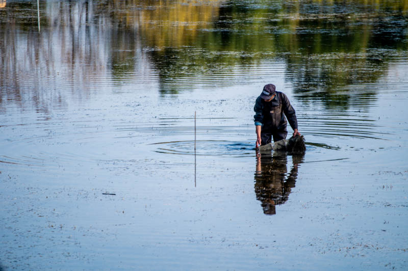 湖中捞鱼人-摄影图