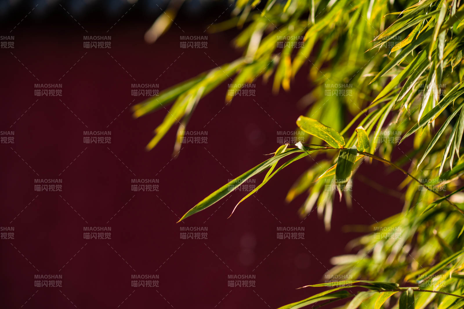 綠葉垂影-攝影圖