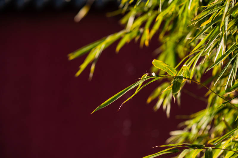 绿叶垂影-摄影图