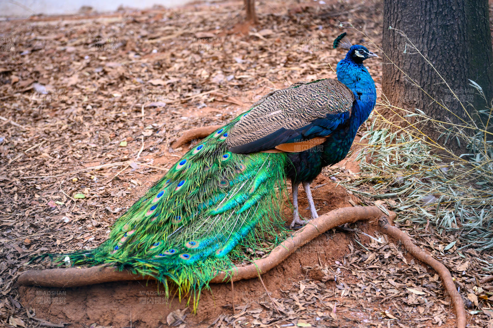 孔雀栖息林间-摄影图