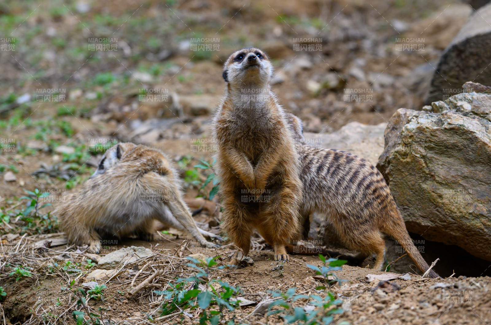 狐獴警戒中-攝影圖