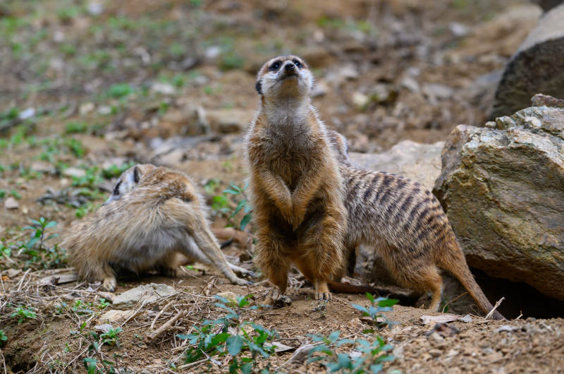 狐獴警戒中-攝影圖