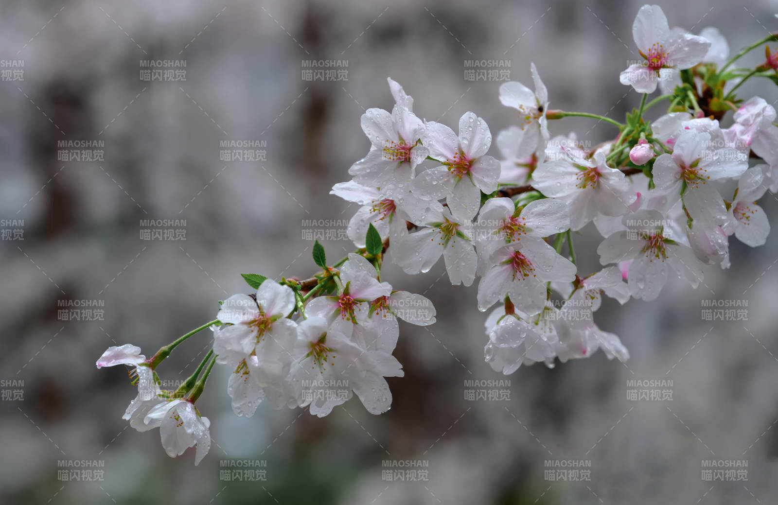 櫻花綻放枝頭-攝影圖