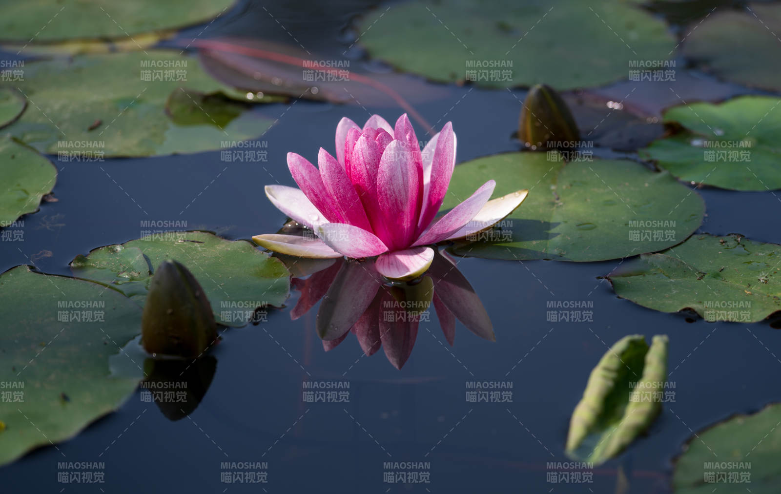 粉紅睡蓮靜謐綻放-攝影圖