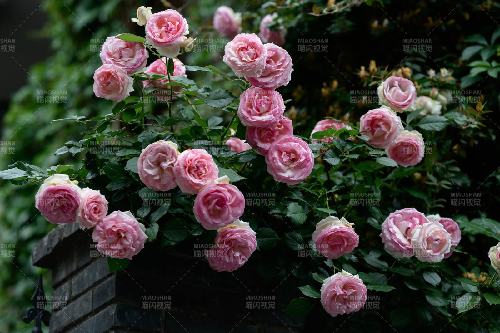 粉玫瑰綻放花園-攝影圖