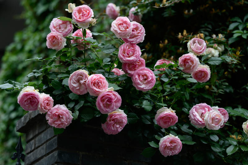 粉玫瑰綻放花園-攝影圖