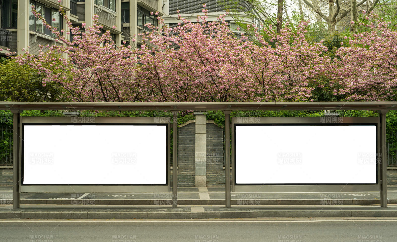 樱花下的公交站-摄影图