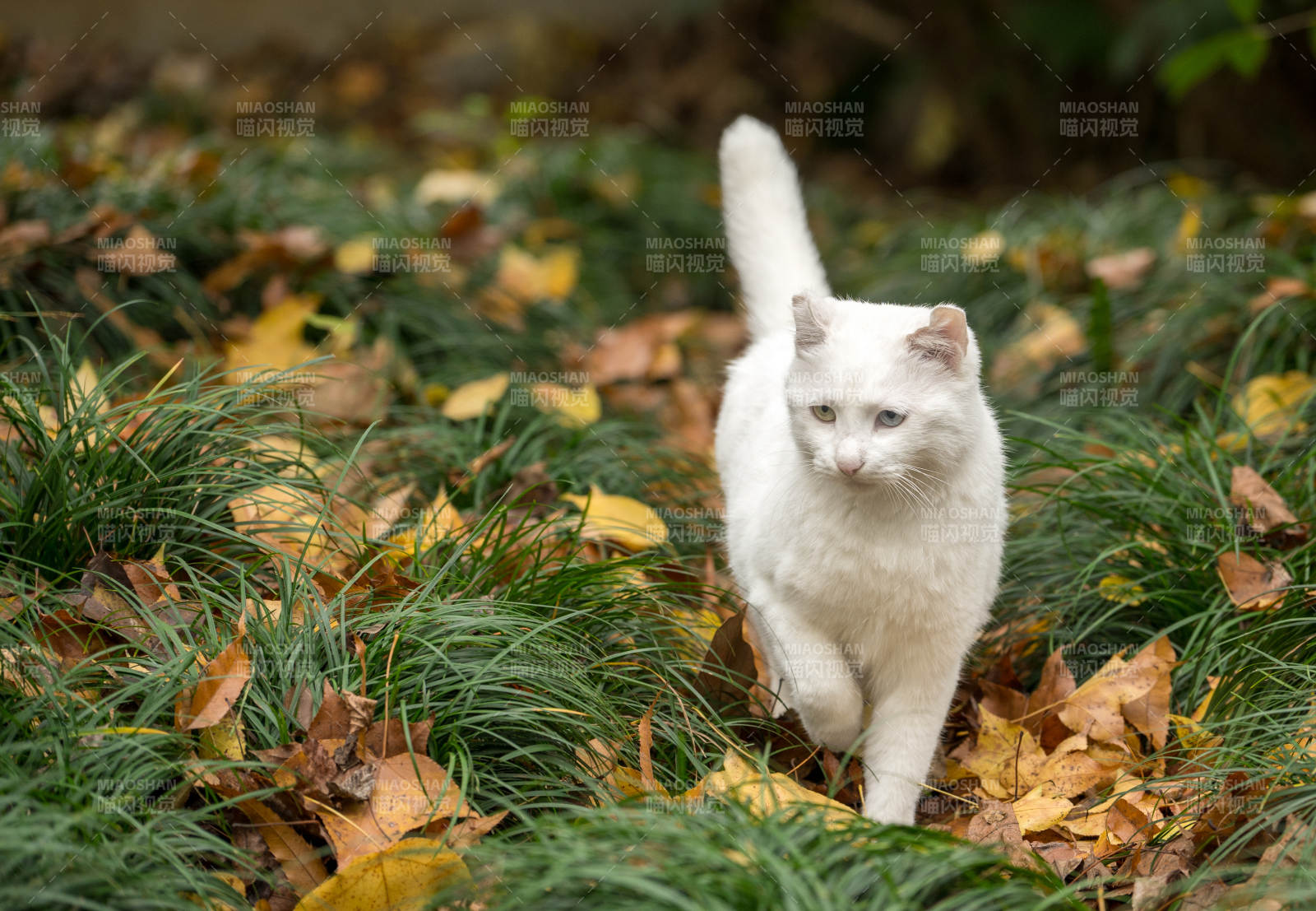 白貓踏秋葉-攝影圖