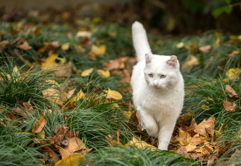 白貓踏秋葉-攝影圖