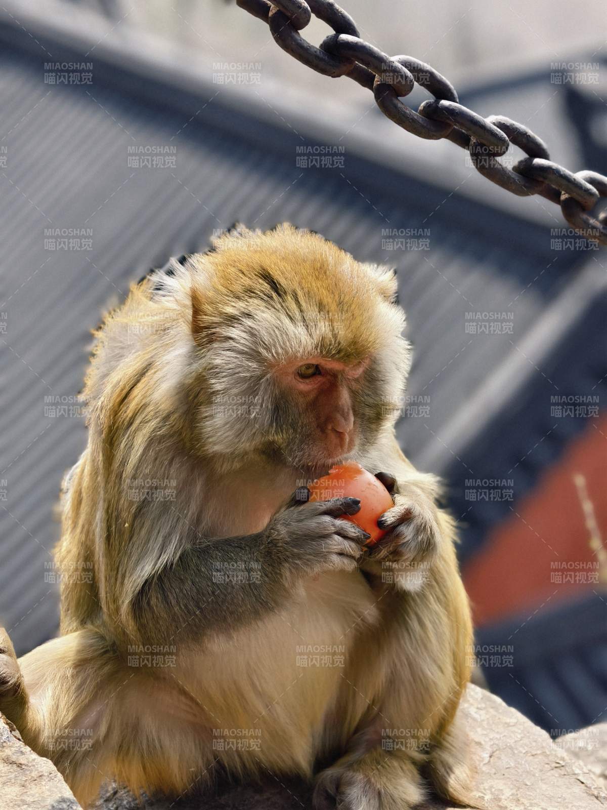 猴子吃苹果-摄影图