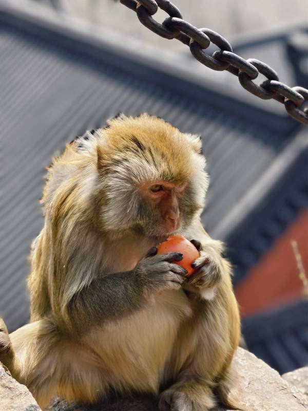 猴子吃苹果-摄影图