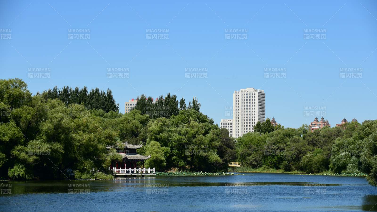 湖畔绿树映高楼(龙沙公园)-摄影图