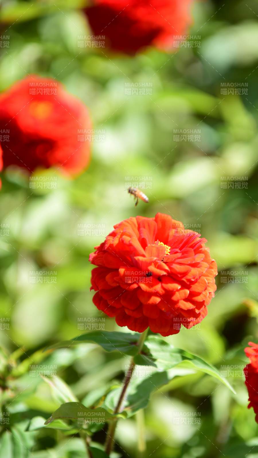 紅花蜂舞-攝影圖