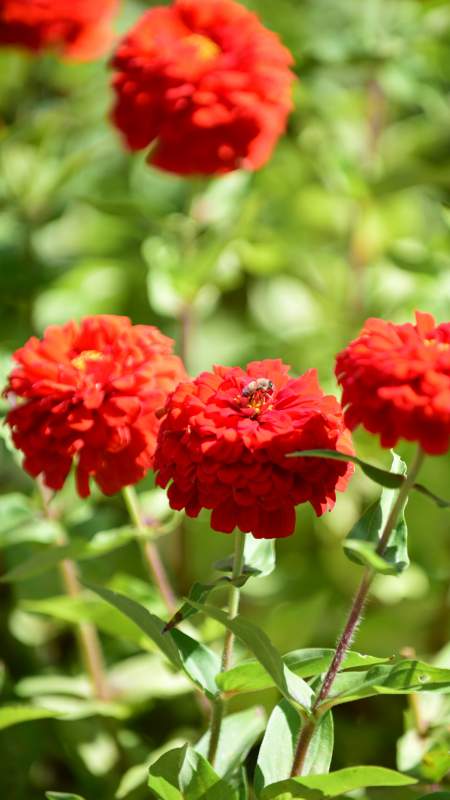 红花上的蜜蜂-摄影图