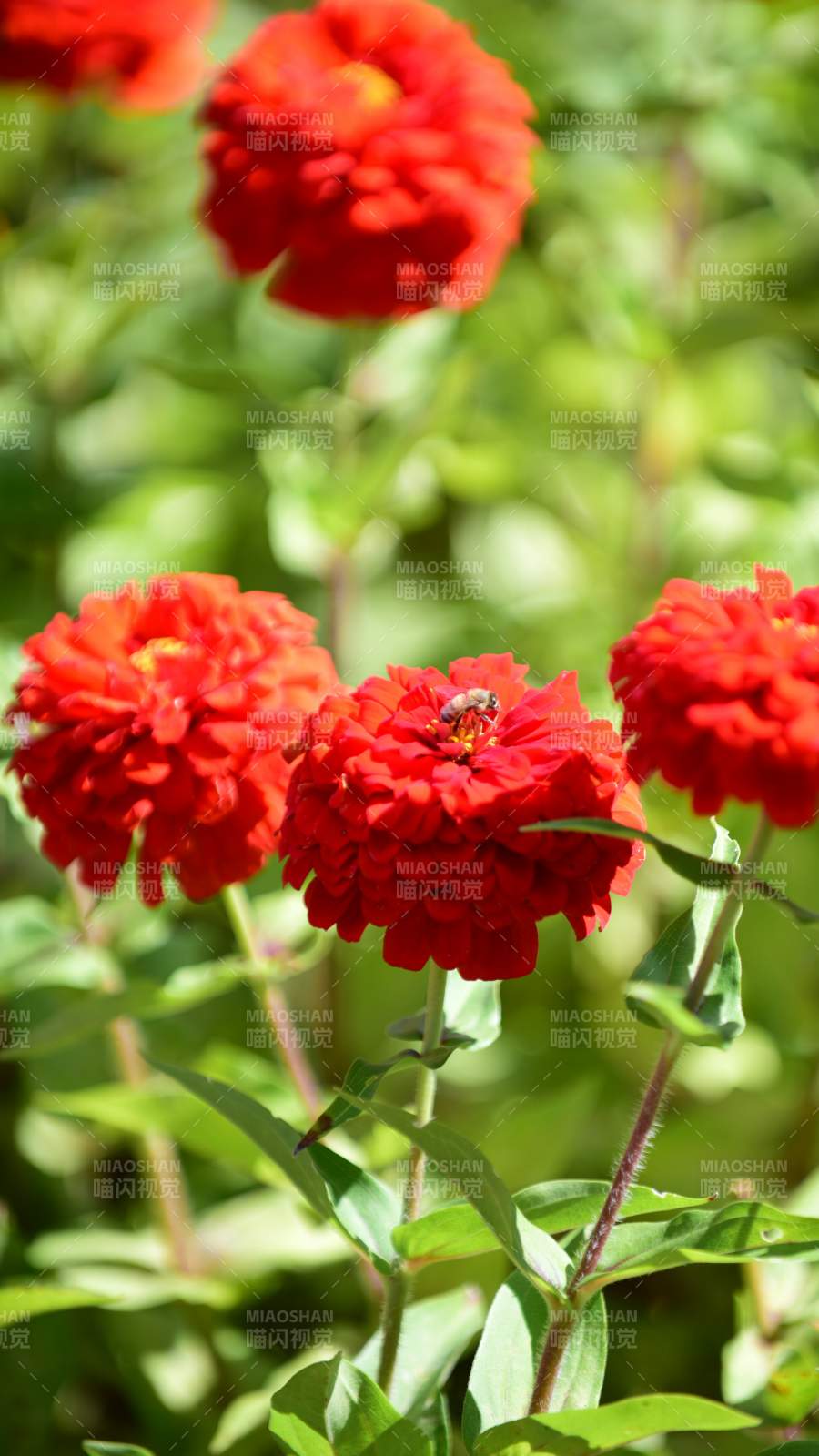 红花上的蜜蜂-摄影图