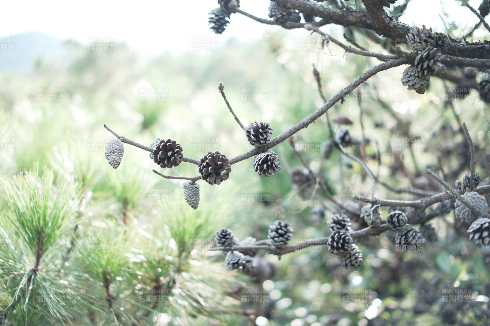 松枝上的小松果-摄影图