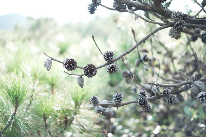 松枝上的小松果-摄影图