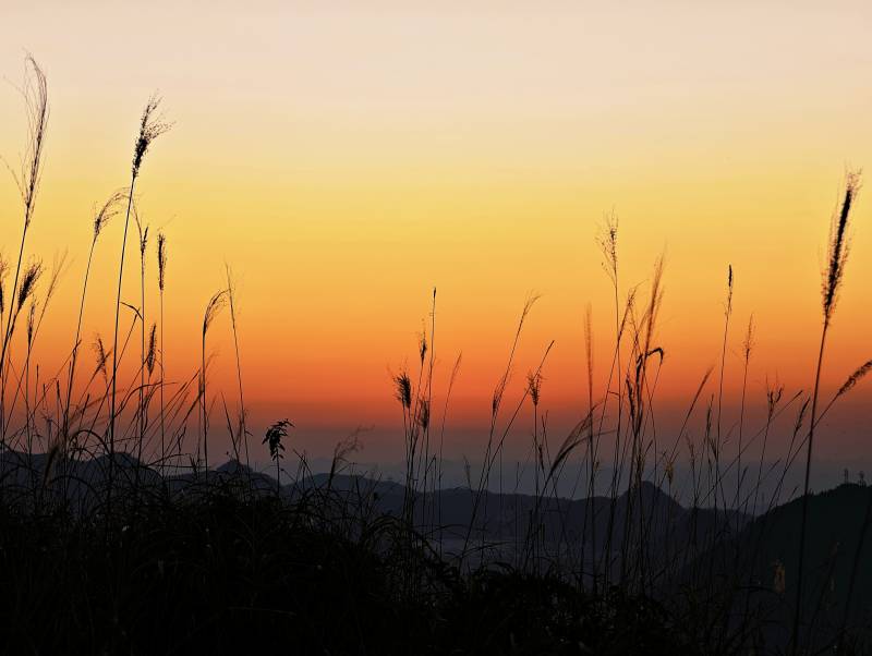 夕阳草影-摄影图