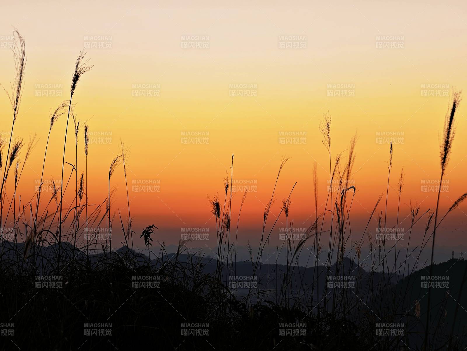 夕阳草影-摄影图