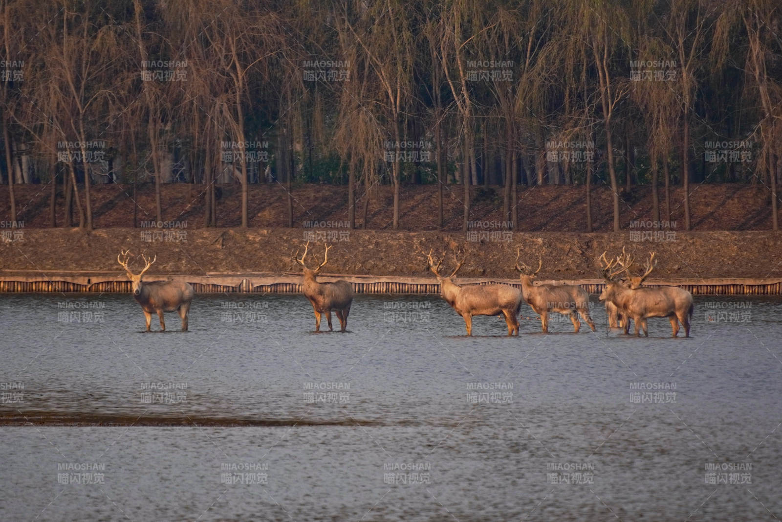 中華麋鹿園-攝影圖