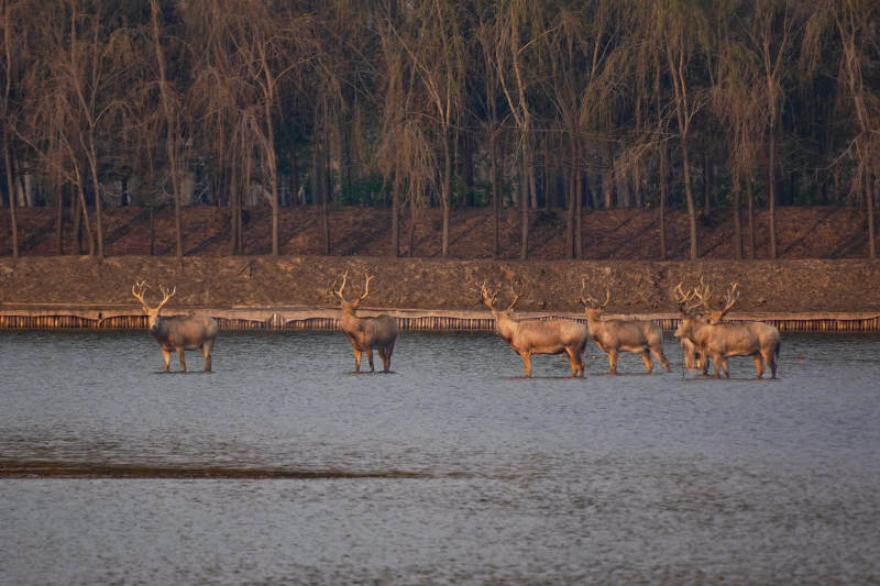 中華麋鹿園-攝影圖