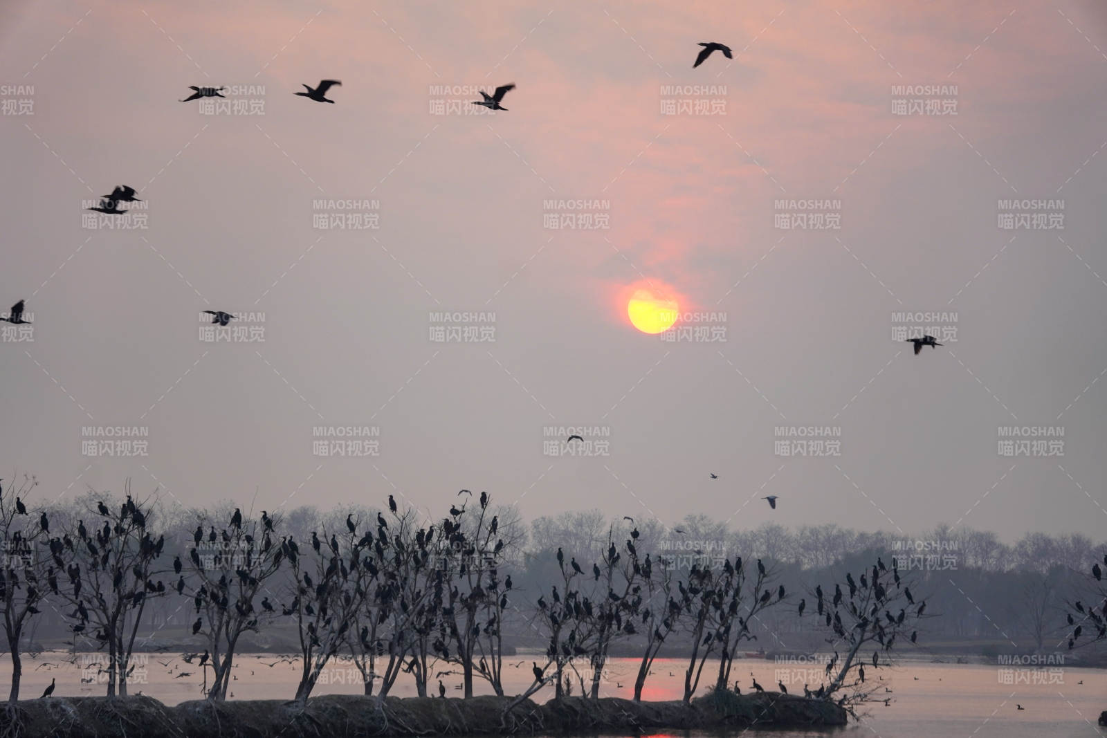 野鹿荡夕阳飞鸟归林-摄影图