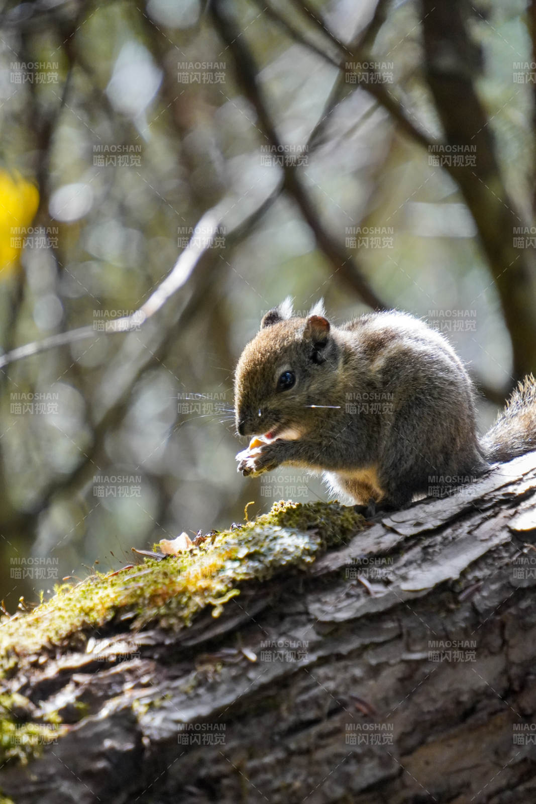 松鼠啃食树干上-摄影图