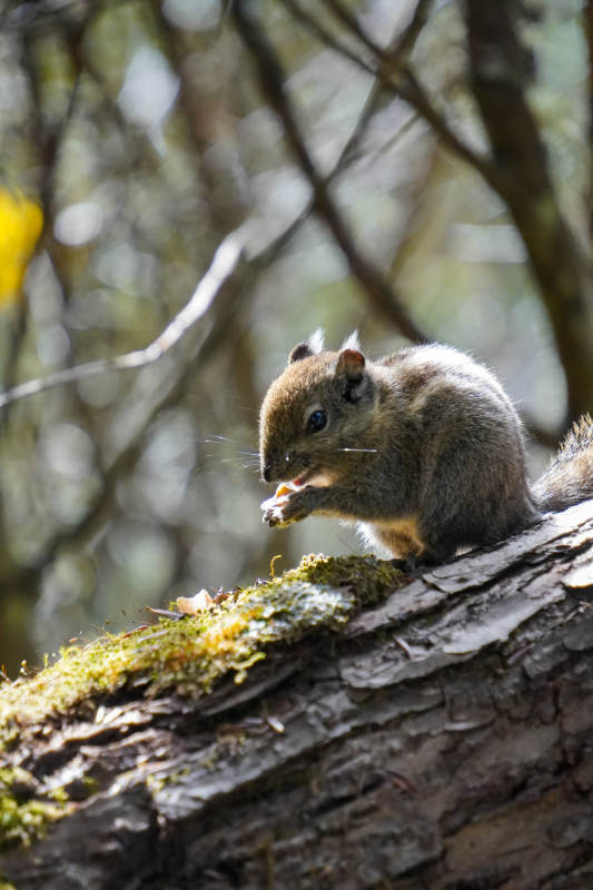 松鼠啃食树干上-摄影图