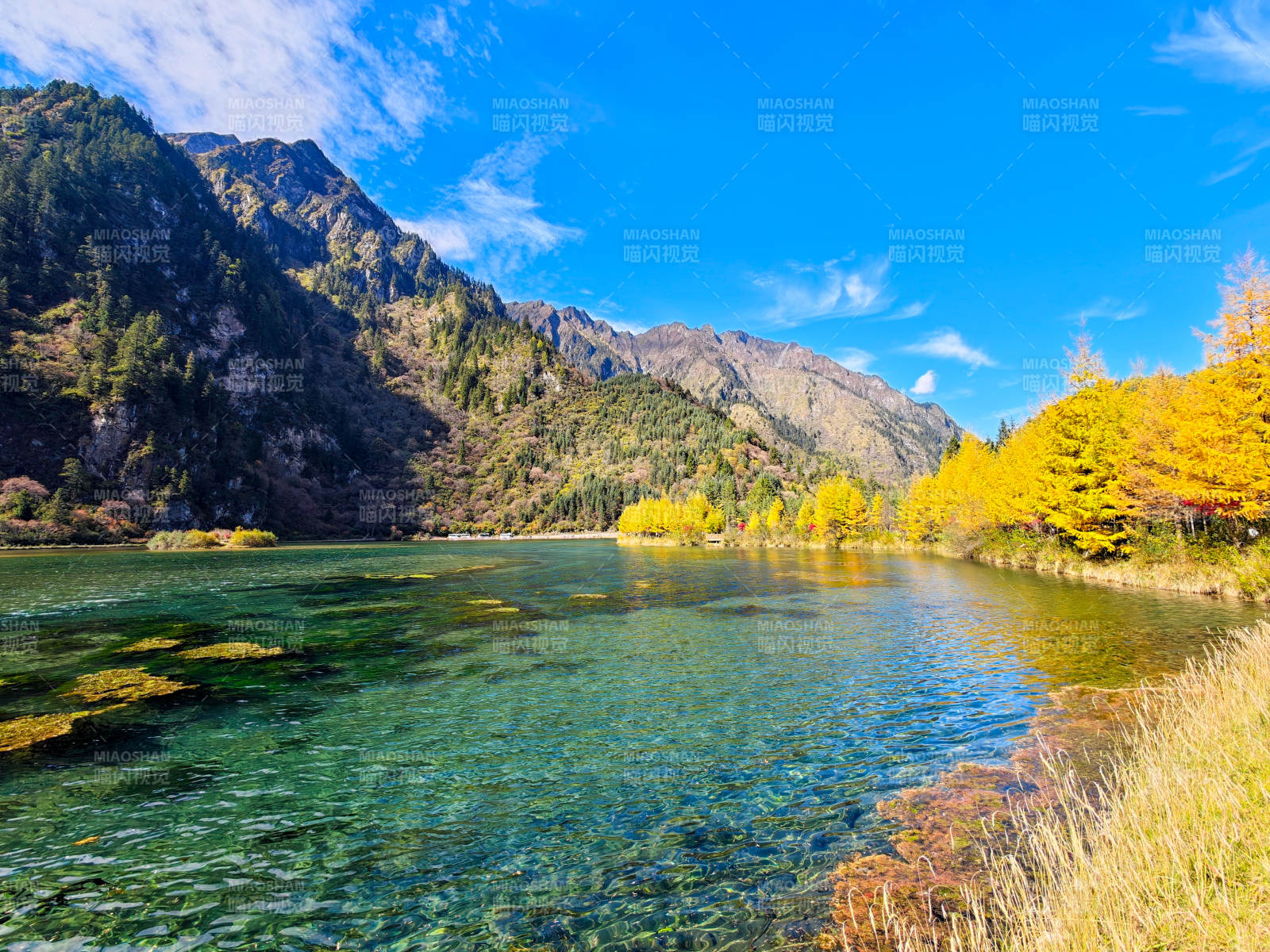 秋山碧水映金林-摄影图