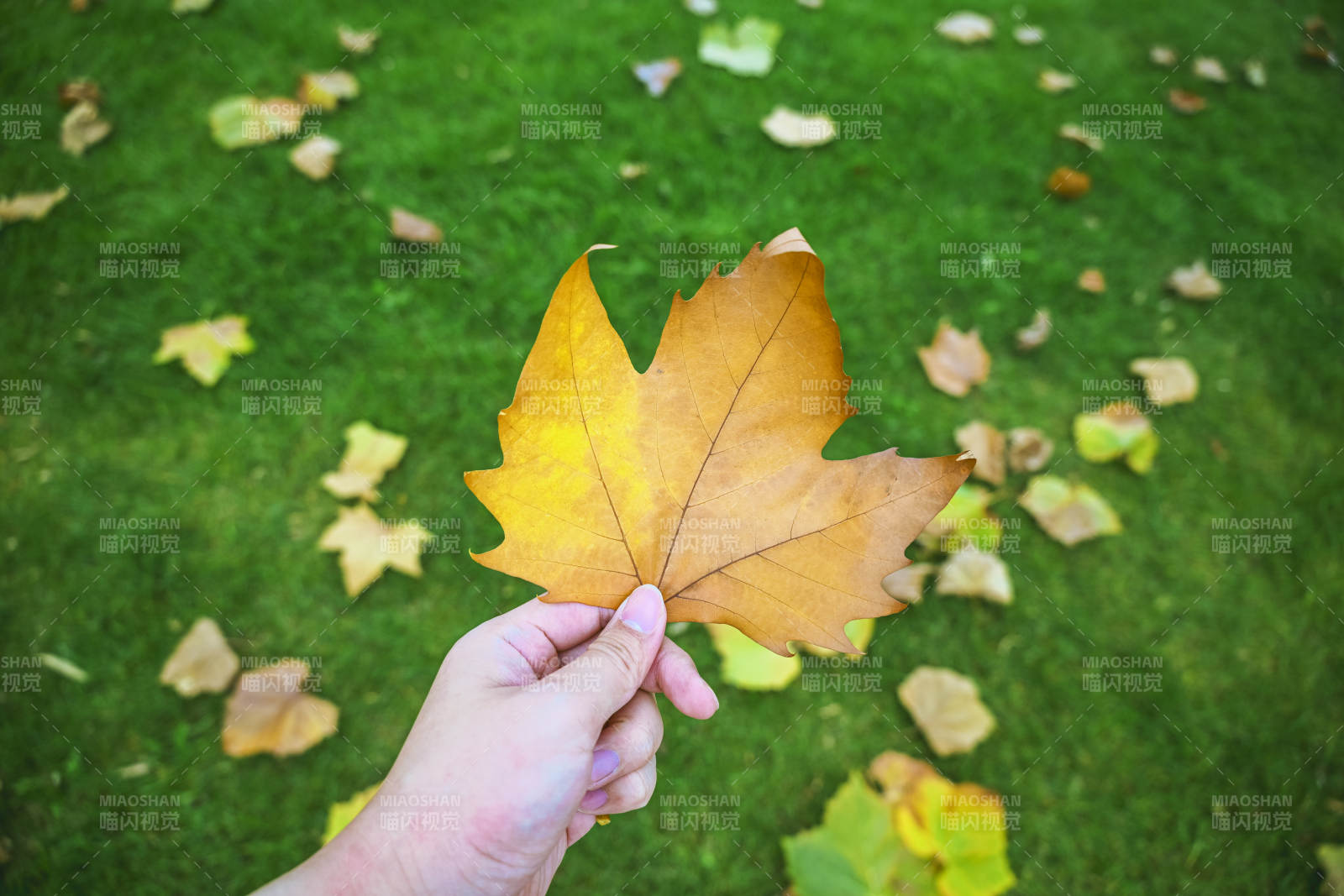 秋叶在手-摄影图