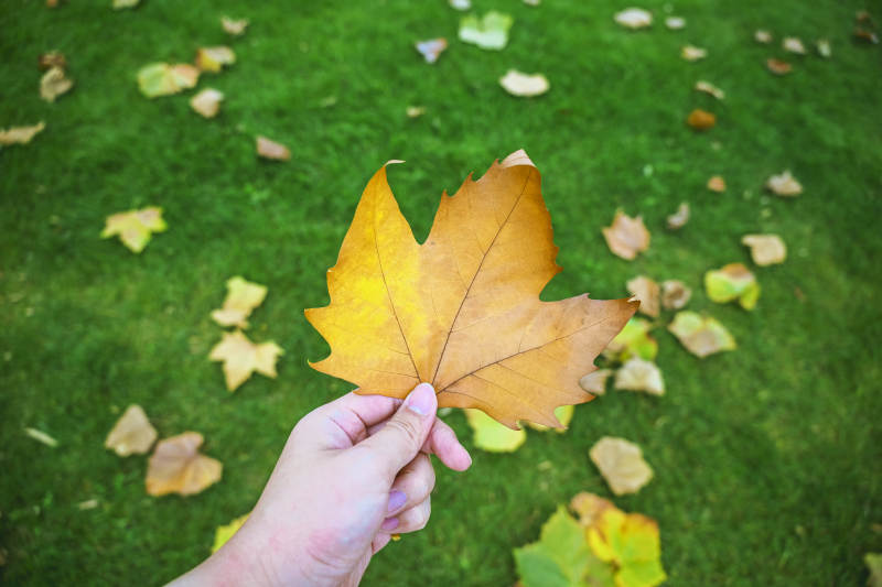 秋葉在手-攝影圖