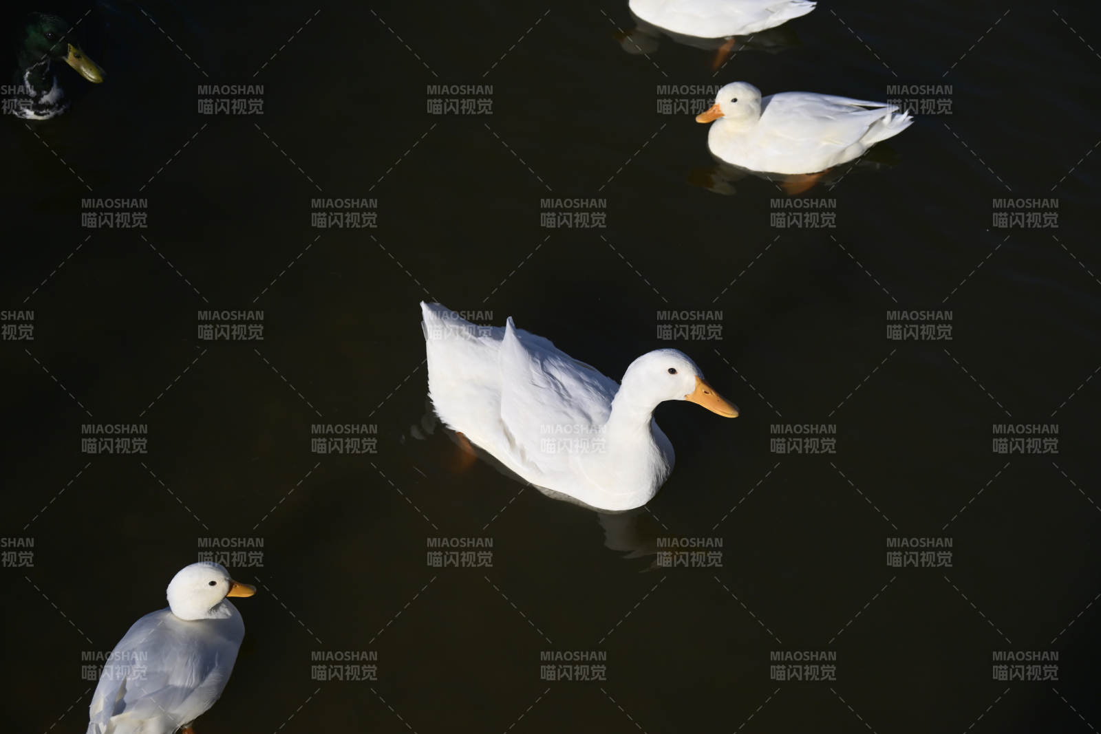白鴨戲水-攝影圖
