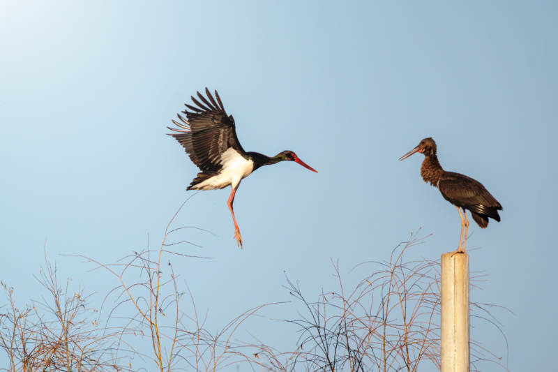 黑鹳飞翔与栖息-摄影图