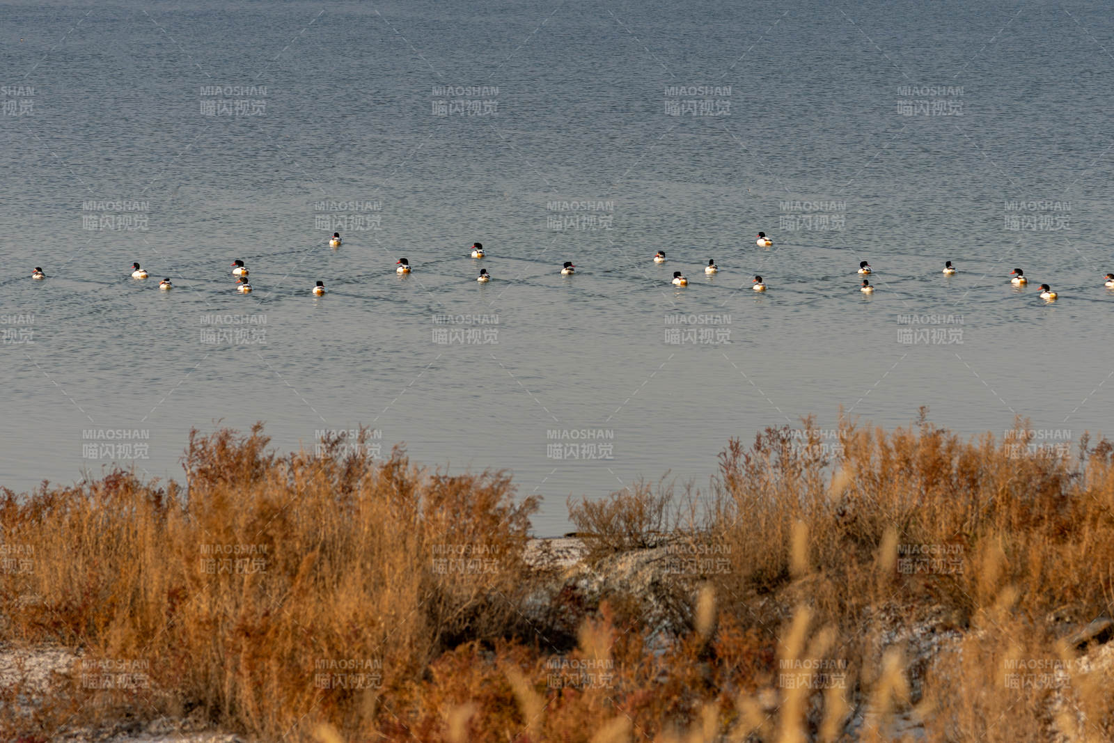 湖面群鸭栖息-摄影图