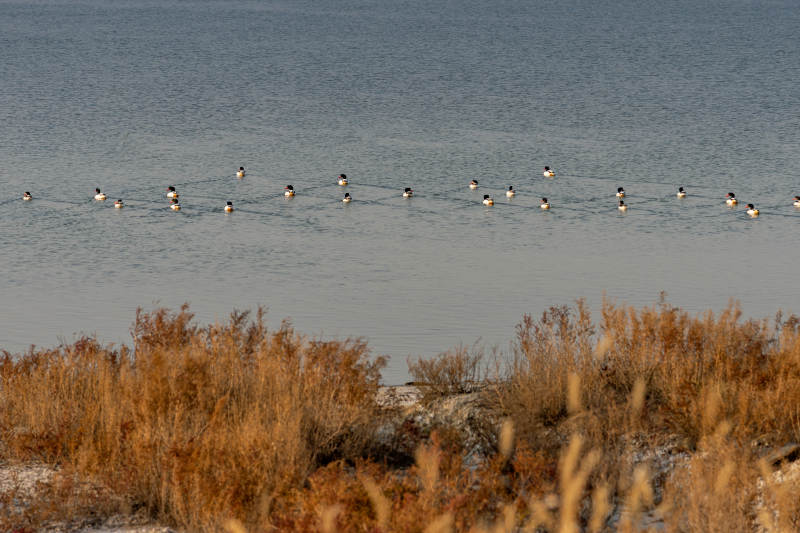 湖面群鸭栖息-摄影图
