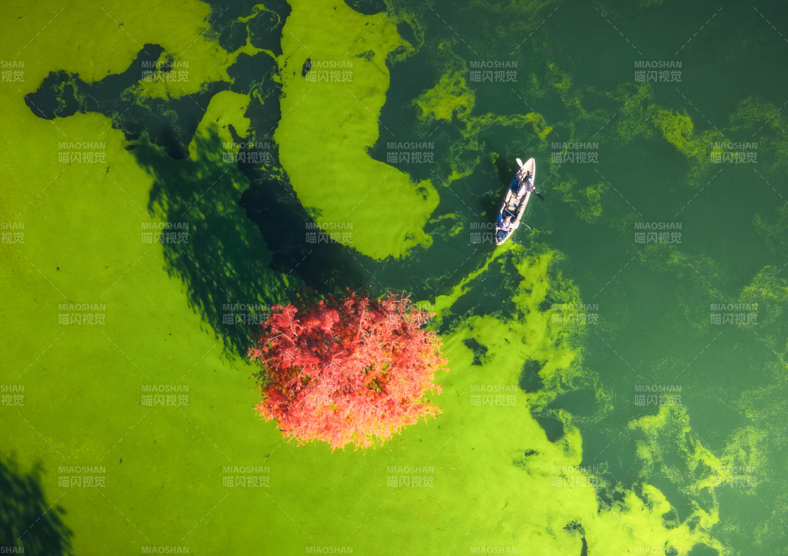 碧水红树舟影-摄影图