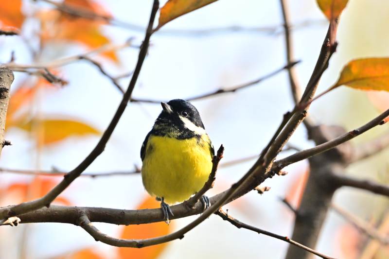 黄腹山雀栖枝头-摄影图